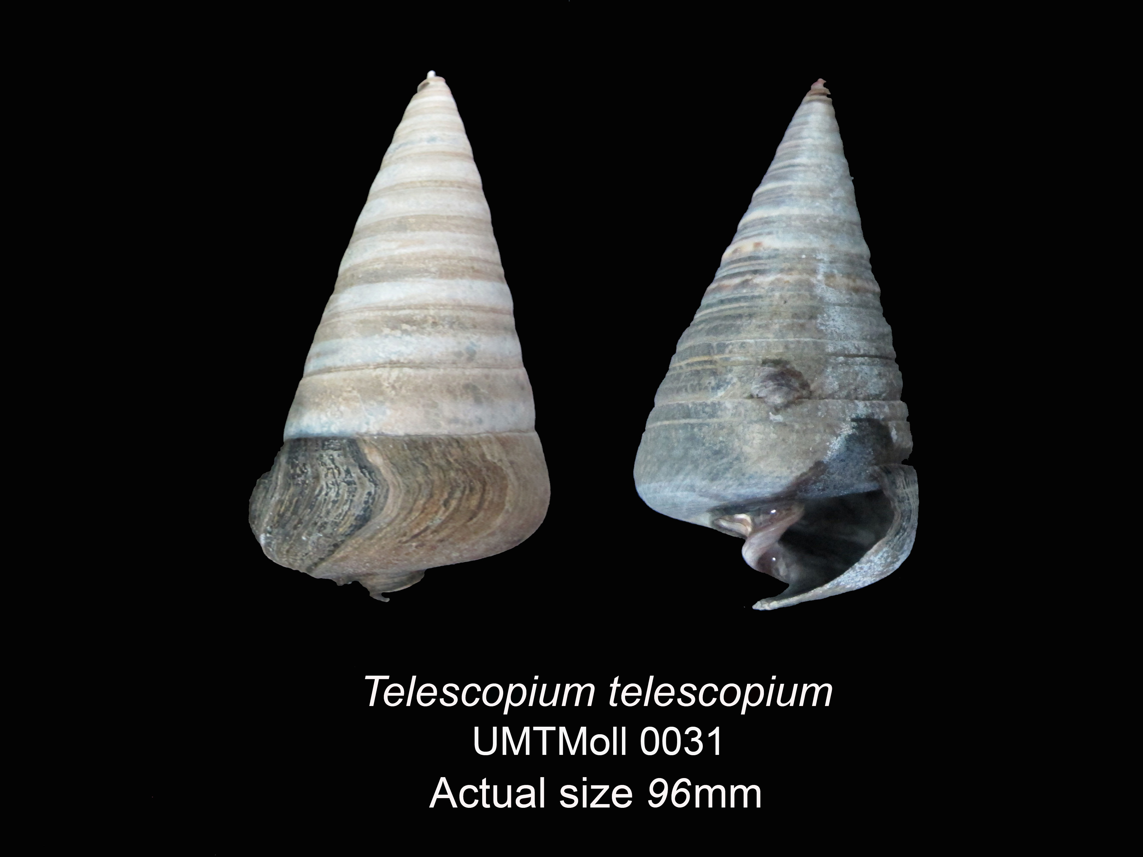 Specimen image